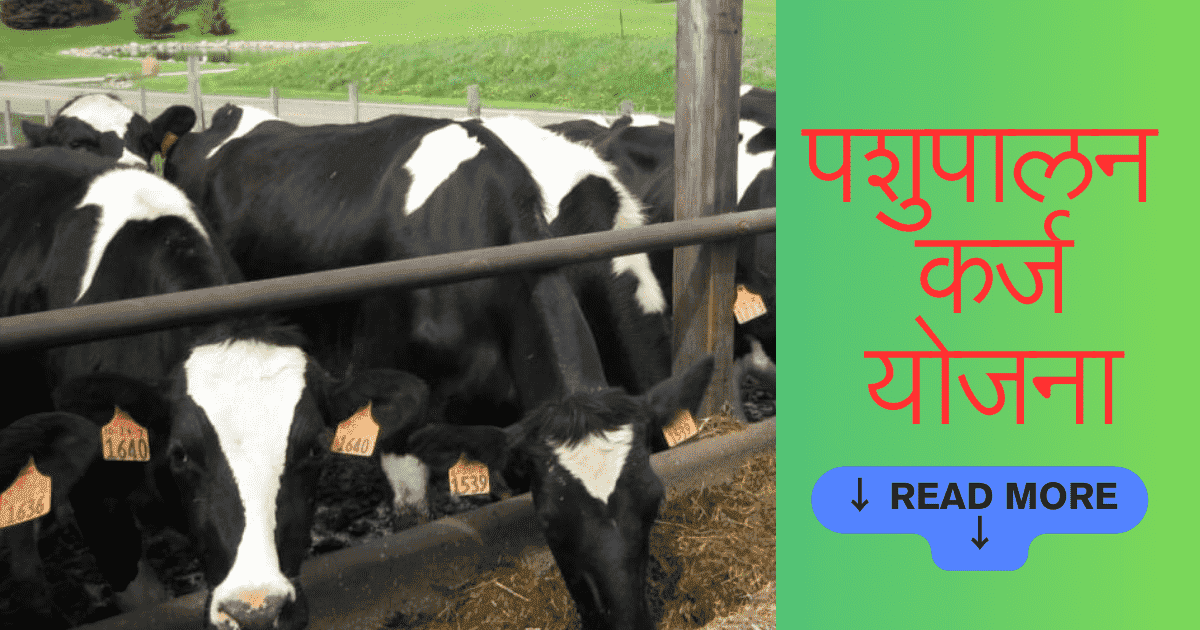 पशुपालन योजना महाराष्ट्र 2023| पशुपालन कर्ज योजना महाराष्ट्र 2023| पशुपालन व्यवसायासाठी 50 लाखांपर्यंत अनुदान| पशुपालन लोन | अर्ज प्रक्रिया | Poultry Farming Application Process